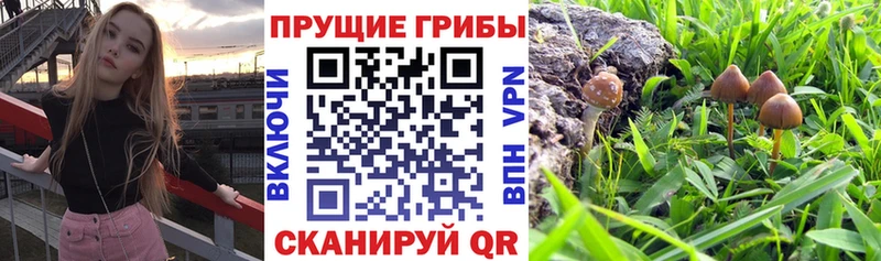 Псилоцибиновые грибы мухоморы Ивангород